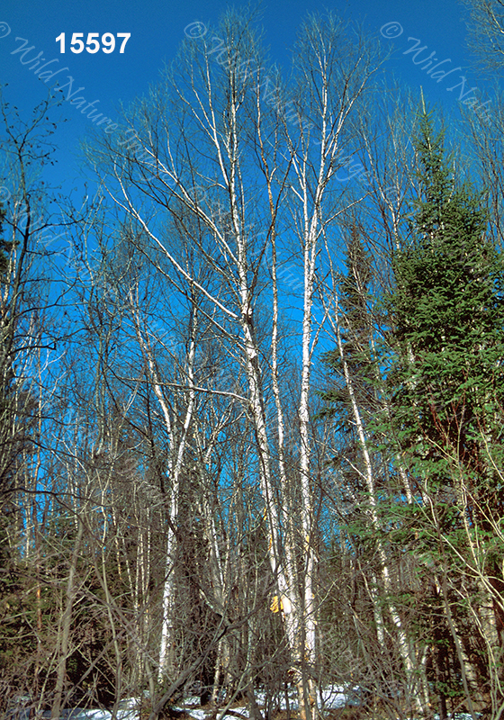 Paper Birch (Betula papyrifera)